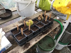 seed pots